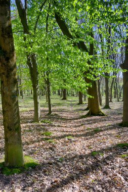 Lviv şehri bahar başlarında kıvılcım saçar.