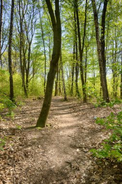 Lviv şehri bahar başlarında kıvılcım saçar.