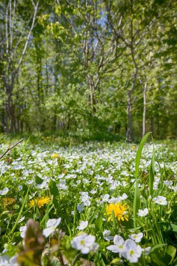 Lviv şehri bahar başlarında kıvılcım saçar.