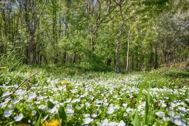 Lviv şehri bahar başlarında kıvılcım saçar.