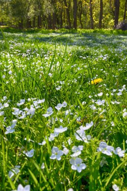 Lviv şehri bahar başlarında kıvılcım saçar.