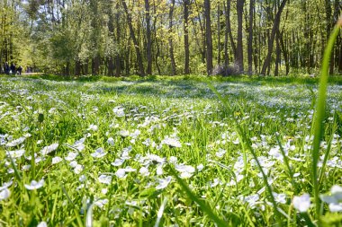 Lviv şehri bahar başlarında kıvılcım saçar.