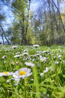 Lviv şehri bahar başlarında kıvılcım saçar.
