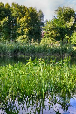 Sonbahar mevsiminde şehir parkında güzel bir göl.