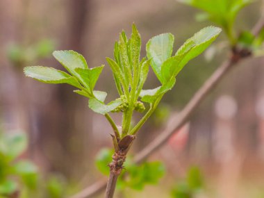 Yeşil çim yağmur damlaları ile yapraklar