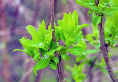 Yeşil çim yağmur damlaları ile yapraklar