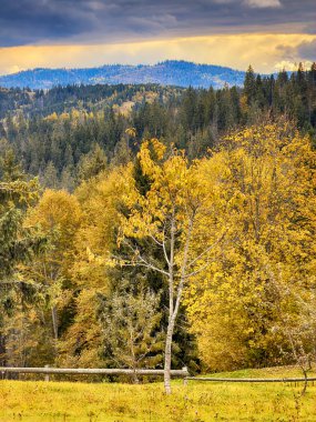 Güneşli Sonbahar Karpatları Gün Batımında Kabarık Beyaz