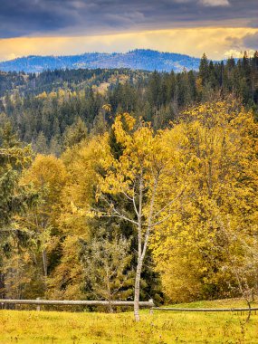 Güneşli Sonbahar Karpatları Gün Batımında Kabarık Beyaz