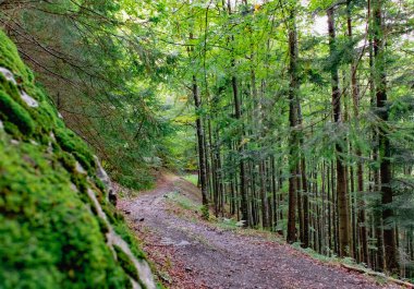 Terk edilmiş, yaş, antika, sanat, sanat, sanat, sanat eseri, kötü, blok, bulanık, tuğla işi, çimento, tırmanma, eğrisi, terk edilmiş, kirli, çimen, yer, fikir, merdiven, hayat, çizgi, dağınık, doğa, köhne, eski, eski, yol, yol, fakirlik, tırabzan, 