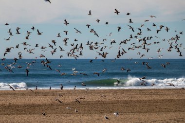 San Francisco yakınlarındaki Kuzey Kaliforniya 'da Büyük Dalgalar Kırılıyor