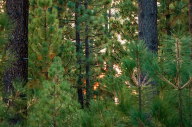 Tahoe Gölü 'ndeki ağaçların arasından geçen altın saat güneşi.