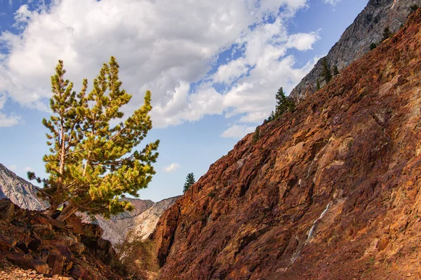 Dağ manzarasında kayalar, ağaçlar ve bitkiler