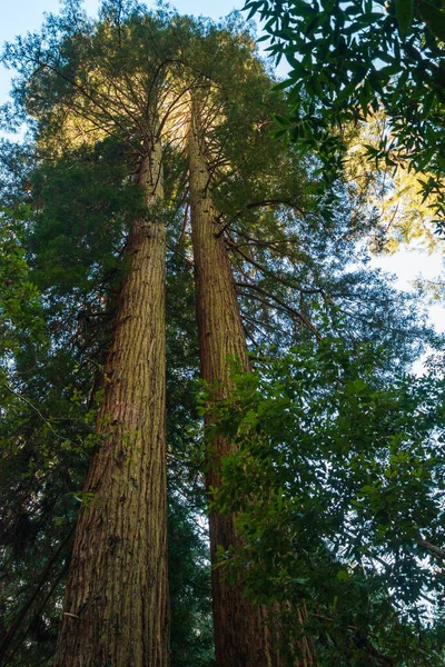 カリフォルニアの森林景観の海岸レッドウッドの木 — ストック写真