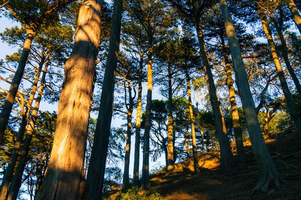Parktaki ağaçların arasından geçen altın saat.