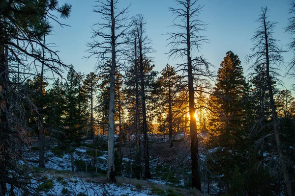 Luz solar dourada através de pinheiros no inverno — Fotografia de Stock