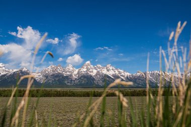 Grand Tetons 'un üzerinde bir mavi kuş gökyüzü ve bir çayır