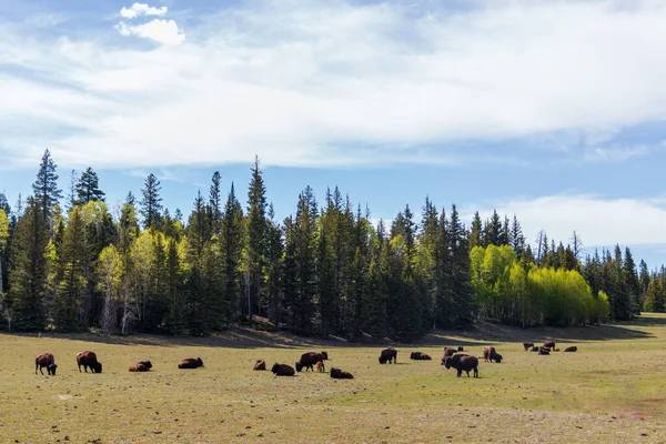 Arizona 'da yeşil ağaçlı bir çayırda bizon. 
