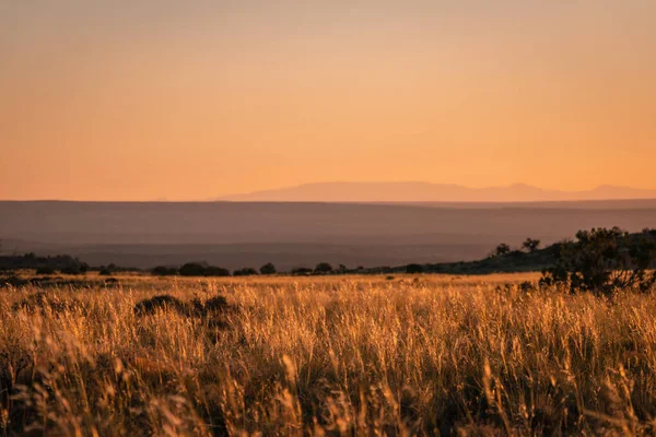 Canyonlands Ulusal Parkı yakınlarında açık bir çöl çayırı.