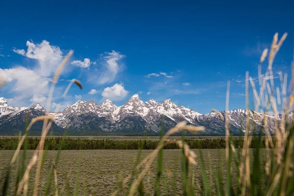 Grand Tetons 'un üzerinde bir mavi kuş gökyüzü ve bir çayır