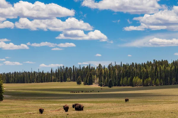 Arizona 'da yeşil ağaçlı bir çayırda bizon. 