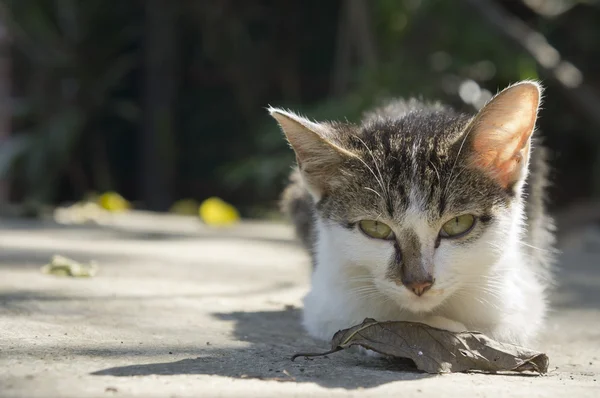 şirin kedi yavrusu.
