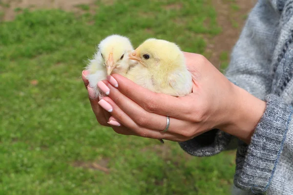 Hand hold caring for a small chickens — Stock Photo, Image