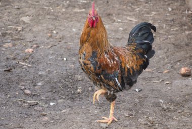 tek ayak üzerinde duran horoz