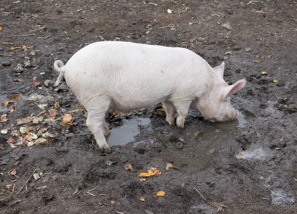 Küçük ayak üstünde bin