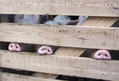 Three snouts in
