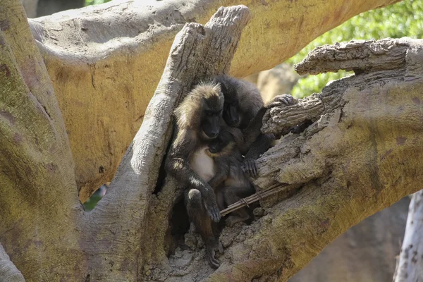 Trois singes sur l'arbre — Photo