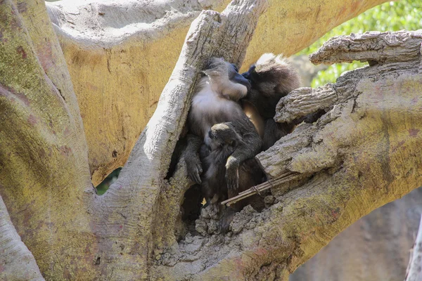 Family of monkeys on tree — Stock Photo, Image