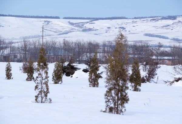 Genç orman dağ manzaraları