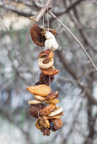 Bird feeder on branch of a tree in forest Royaltyfria Stockbilder