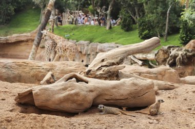 VALENCIA, SPAIN - SEPTEMBER 21, 2014: Aviary with animals in Biopark of Valencia. Meerkats and giraffes on public display clipart