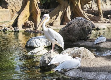 Büyük beyaz Pelikan. Valencia, İspanya