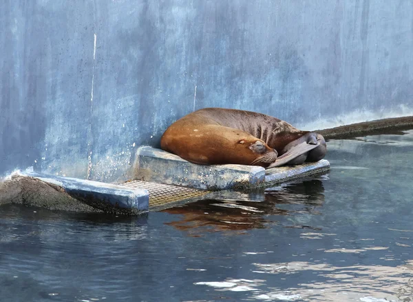 Otarie brune dormant sur la roche dans le bioparc de Valence — Photo