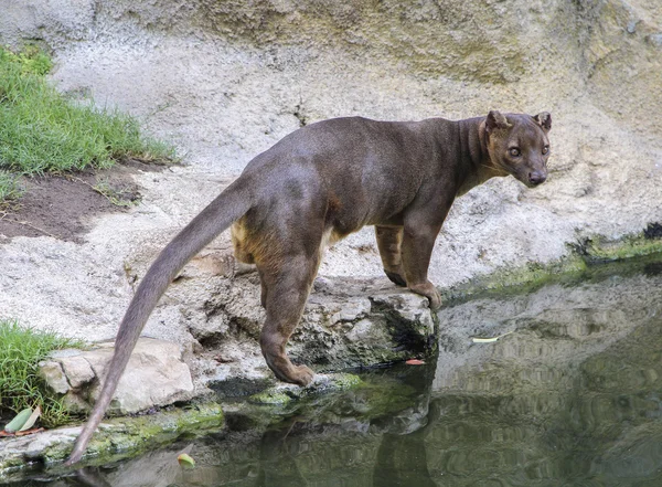 Fossa (Cryptoprocta ferox) står nära floden Stockbild