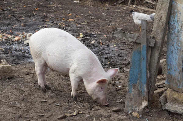 Cerdo rosado está comiendo cerca de la cerca vieja — Foto de Stock