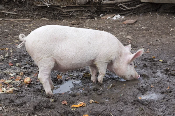 Pequeño cerdo come de pie en el barro — Foto de Stock