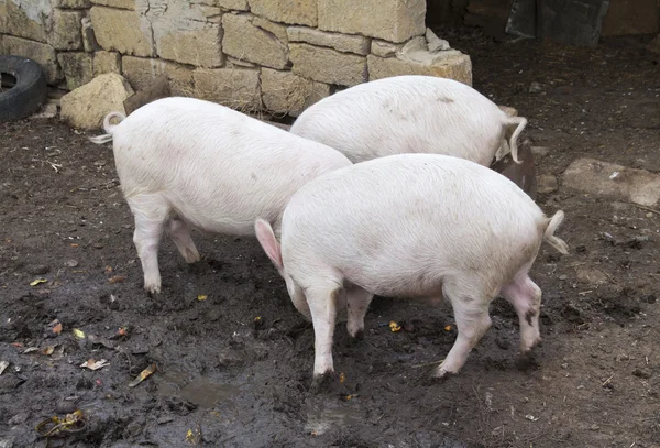 Üç domuz yemek için savaşıyorlar