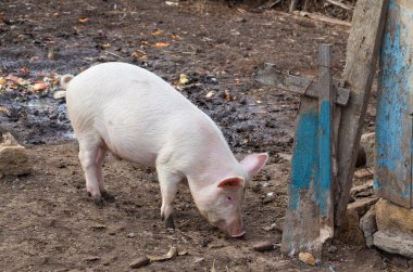 Rusya'nın eski mavi çit yakınındaki pembe domuz