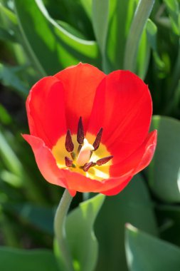 Kırmızı güzel Lale