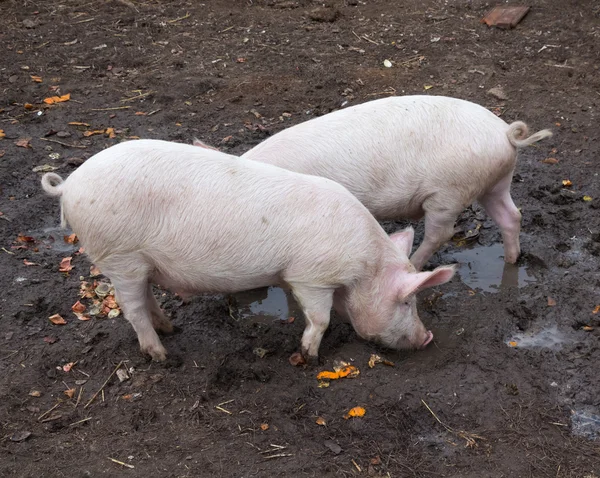 Due maiali rosa nel fango — Foto Stock