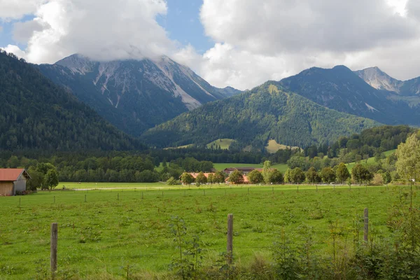Alpler 'de yeşil çayırlar, çiçek açan çiçekler ve arka planda karlı dağ tepeleri olan Idyllic manzarası.