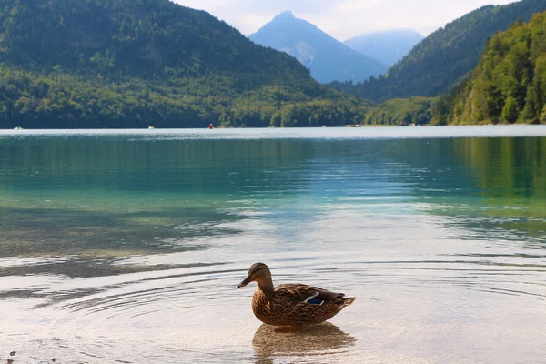Almanya, Fussen Alpler'de yakınındaki gölde ördek