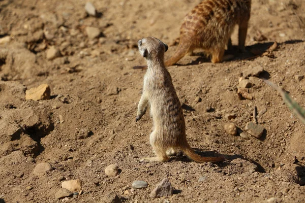 Standing meerkat — Stock Photo, Image