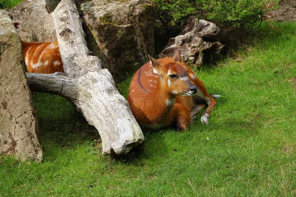 Doe (Karaca) düşmüş ağacın yanında yatıyor
