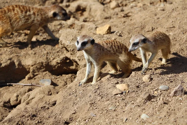 Family of meerkats — Stock Photo, Image
