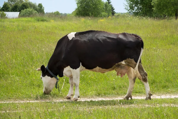 Siyah inek köyde çim yeme