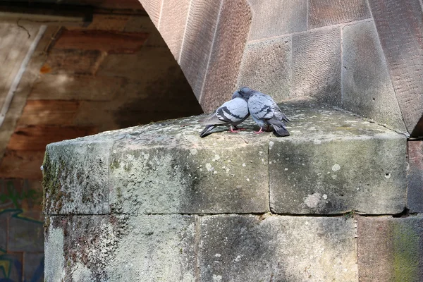 Birbirimizi köprünün altında temizlik güvercinler